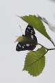 Papillon_Sylvain azure
